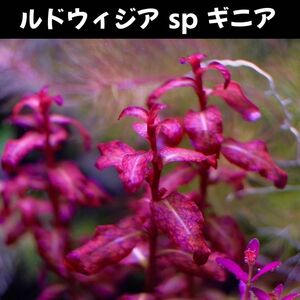 ルドウィジア sp ギニア　２本　水中草