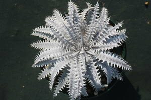 Amazonico★★★★Dyckia 'Souther' × 'Imperial Crown'★★★★★ブロメリア ディッキア