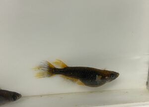 【 稚魚 10匹＋α 】 極上 クラミツハ 〜 乱 〜 稚魚10匹＋α 美心めだか直系 親個体は神戸いきものコラボDX2で購入　