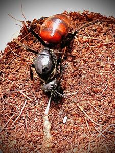 東南アジア産 Dinomyrmex gigas ギガスオオアリの新女王(産卵済み)