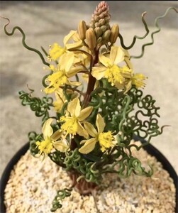 SS53 珍奇植物 トラキアンドラ Trachyandra sp Kliprand WC 3株同梱