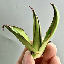 SS59 新種 先発 agave ovatifolia killer watermelon 株を厳選 極上子株_画像3