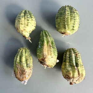 SS35 ヨーロッパ入力 ユーフォルビア オベサブロウ Euphorbia obesa錦 鮮明極上錦 極上斑入り 厳選極上美株 5株