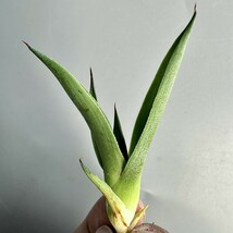 SS50 新種 先発 agave ovatifolia killer watermelon 株を厳選 極上子株_画像4