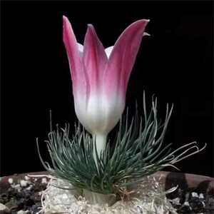 SS60 貴重植物 現地株 ゲチリス　グランディフローラ Gethyllis grandiflora ゲチリス界のヘルメス 特選大株