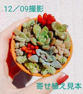 多肉植物寄せ植え セダム