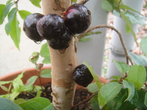 ★不思議なフルーツ ジャボチカバ (小葉種) 11cm