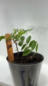 ★不思議なフルーツ ジャボチカバ (小葉種) 10cm