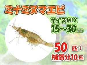 [送料無料] ミナミヌマエビ 1.5cm～3cm 50匹 + 保障10匹 計60匹 観賞 コケ対策 残エサ処理 生餌 [3097:gopwx]