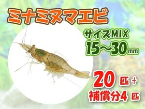 [送料無料] ミナミヌマエビ 1.5cm～3cm 20匹 + 保障4匹 計24匹 観賞 コケ対策 残エサ処理 生餌 [3095:gopwx]