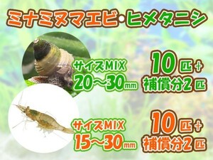 [送料無料] ミナミヌマエビ 10匹＋補償分2匹 ヒメタニシ 10匹＋補償分2匹 成体 観賞 飼育 コケ対策 残エサ処理 生餌 甲殻類[3174:gopwx]