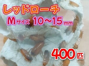 レッドローチ M サイズ 10～15mm 400匹 紙袋配送 生餌 爬虫類 両生類 肉食熱帯魚 生体 アクアリウム エサ 活餌 [3480:gopwx]