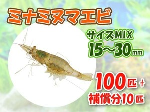 [送料無料] ミナミヌマエビ 1.5cm～3cm 100匹 + 保障20匹 計120匹 観賞 コケ対策 残エサ処理 生餌 [3098:gopwx2]