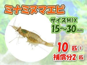 [送料無料] ミナミヌマエビ 1.5cm～3cm 10匹 + 保障2匹 計12匹 観賞 コケ対策 残エサ処理 生餌 [3094:gopwx2]