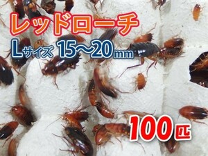 レッドローチ L サイズ 15～20mm 100匹 紙袋配送 生餌 爬虫類 両生類 肉食熱帯魚 生体 アクアリウム エサ 活餌 [3078:gopwx2]