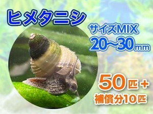 [送料無料] ヒメタニシ 成体 20～30mm 50匹＋補償分10匹 合計60匹 観賞 飼育 コケ対策 残エサ処理 生餌 甲殻類 [3120:gopwx]