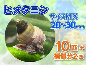 [送料無料] ヒメタニシ 成体 20～30mm 10匹＋補償分2匹 合計12匹 観賞 飼育 コケ対策 残エサ処理 生餌 甲殻類 [3118:gopwx2]