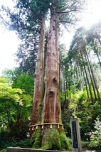 【値下げ・貴重品】御岩神社　雨の日限定・御朱印_画像7