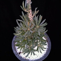 ★年末年始セール★ドルステニア　ギガス　ブラータ　【Dorstenia gigas f. bullata】 　サボテン　多肉植物　挿し木　No.1_画像5