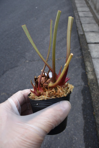 【食虫植物】　Sarracenia leucophylla "Ben´s Bog", Baldwin Co., iP L 19, CK