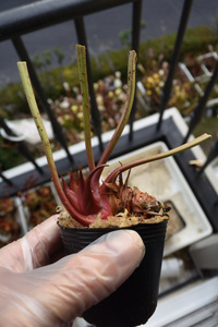 【食虫植物】　Sarracenia x moorei. Botanical Garden of Leiden, MK H199