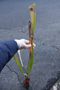 【食虫植物】　Sarracenia x Moorei Leah Wilkerson, MK H112