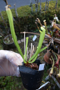 【食虫植物】　Sarracenia rubra ssp. jonesii f. viridescens