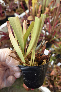 【食虫植物】　Sarracenia rubra ssp. alabamensis