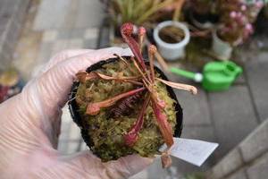 【食虫植物】　Sarracenia psittacina giant