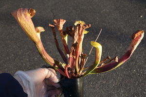 【食虫植物】　Sarracenia Hummer Hammerhead, MK H101