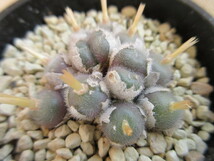 コノフィツム　ステファニー　Conophytum stephanii subsp. stephanii Cream-white-flowers_画像3