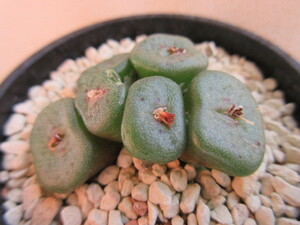 コノフィツム　クビクム　Conophytum cubicum 'Purple Eye' NE Eksteenfontein