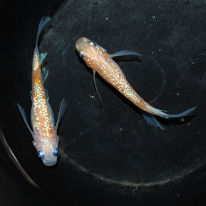 ★極美　王華リアルロングフィン　（王翔華）　　めだか　幼魚　10匹+α　【めだか屋チャティー】★