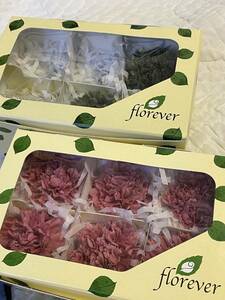 * preserved flower carnation 2 color 1.5 box florever*