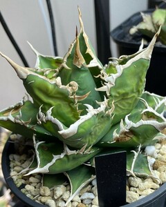 cw90特選多肉植物アガベ チタノタ AGAVE TITANOTA 黒豹 厳選子株