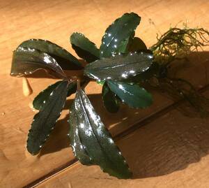 ブセファランドラ sp. ブラウニーゴースト (C株) Bucephalandra sp. Brownie Ghost