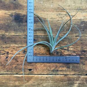 Tillandsia lorentziana　チランジア　ロレンツィアナ