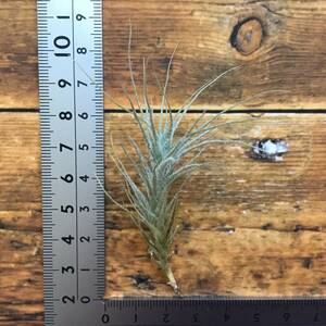 Tillandsia heteromorpha　チランジア　ヘテロモルファ