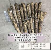 10kg 長芋 わけあり商品 青森県産_画像2