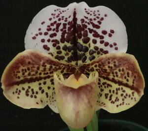 初蕾付株 Paph Tiger Top 'Spot Emotion'SM/JOGA× Doctor's Favoriteの片親 ① 整型花 パフィオ 洋蘭