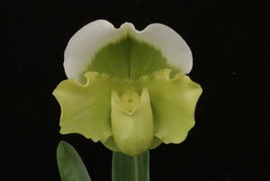 初花一点物 Paph Greenvale × Emerald Crown ② 年末の特価スタート！ 整型花 パフィオ 洋蘭