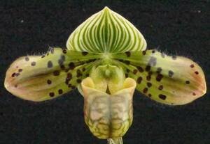 初蕾株 Paph venustum('Cheetah'×'Star Trek') ① 最終販売！ 原種 パフィオ 洋蘭