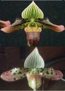 初蕾付株 Paph venustum('Wild Cat'×'Terry Fox') ① 今シーズン最終出品 原種 パフィオ 洋蘭