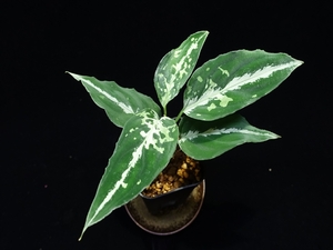 管16:Aglaonema pictum　ちゃんぷーる BNN from　Sibolga timur 【AZ0322-3f】画像現物とプラタグ