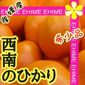 ★☆ 西南のひかり　2.5キロ 【愛媛蜜柑 限定2箱 高級柑橘 特価品】