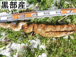 送料無料【黒部産】天然・山掘り・赤土粘土の雪中自然薯 一本で1,200g