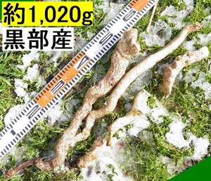 送料無料【黒部産】天然・山掘り・赤土粘土の雪中自然薯　1,020g
