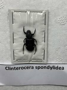 標本　WD 学名：Clinterocera spondylidea　東ジャワ　Mt.アルゴプーロ　インドネシア便　
