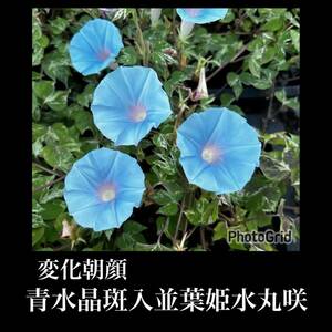 No.10-変化朝顔「青水晶斑入並葉姫水丸咲」10粒/アサガオ/変化朝顔/草花/バラ/浴衣/手ぬぐい/多肉植物/サボテン/クリスマスローズ/植木鉢