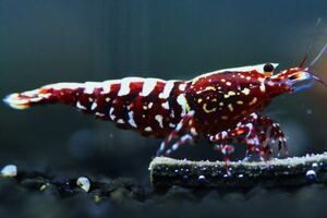 【本日限定】《Howl＆Louis》Red Galaxy fishborn Snow flower spider leg ♀ 超極上 種親にどうぞ ⑤